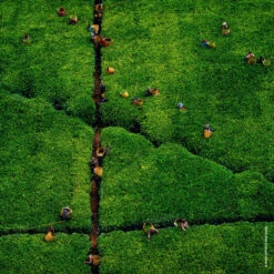 Guerlain Aqua Allegoria Harvest Nerolia Vetiver Eau De Toilette -Guerlain Soldes Boutique aqua allegoria harvest nerolia vetiver 5