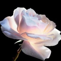 Dior Prestige Le Concentré Yeux 10 Dior Prestige Le Concentré Yeux -Guerlain Soldes Boutique dior prestige le concentre yeux 3