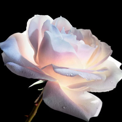 Dior Prestige Le Concentré Yeux 6 Dior Prestige Le Concentré Yeux – Image 4