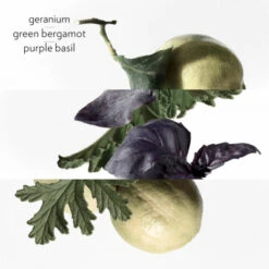 Hermès Eau De Basilic Pourpre Eau De Cologne -Guerlain Soldes Boutique eau de basilic pourpre eau de cologne 6