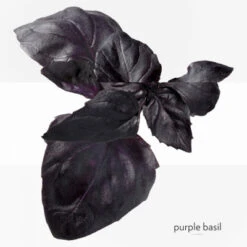 Hermès Eau De Basilic Pourpre Eau De Cologne -Guerlain Soldes Boutique eau de basilic pourpre eau de cologne 7