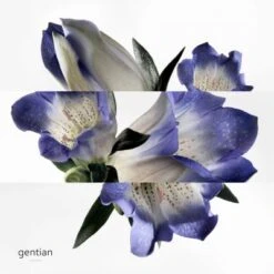 Hermès Eau De Gentiane Blanche Eau De Cologne -Guerlain Soldes Boutique eau gentiane blanc 2