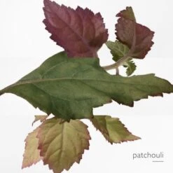 Hermès Elixir Des Merveilles Eau De Parfum 15 Hermès Elixir Des Merveilles Eau De Parfum -Guerlain Soldes Boutique eau merveille edp 5