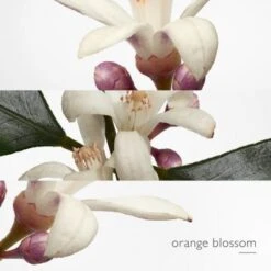 Hermès Eau De Narcisse Bleu Eau De Cologne -Guerlain Soldes Boutique eau narcisse bleu 4