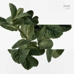 Hermès Eau D'orange Verte Eau De Cologne 16 Hermès Eau D'orange Verte Eau De Cologne -Guerlain Soldes Boutique eau orange verte 6