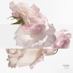 Hermès Eau De Pamplemousse Rose Eau De Cologne -Guerlain Soldes Boutique eau pamplemousse 5