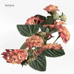 Hermès Eau De Rhubarbe écarlate Eau De Cologne -Guerlain Soldes Boutique eau rhubarb ecarl 1 4