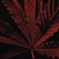 Guerlain Habit Rouge L'Instinct Eau De Toilette Intense 13 Guerlain Habit Rouge L'Instinct Eau De Toilette Intense -Guerlain Soldes Boutique habit rouge l instinct eau de toilette intense 3