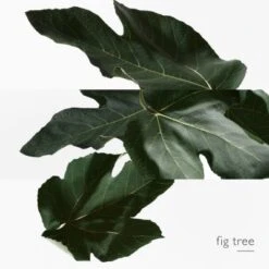 Hermès Un Jardin En Méditerranée Eau De Toilette -Guerlain Soldes Boutique jardin medit edt 3