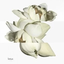 Hermès Un Jardin Sur Le Nil Eau De Toilette -Guerlain Soldes Boutique jardin s nil edt 4