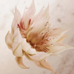 Paco Rabanne Olympéa Lait Pour Le Corps -Guerlain Soldes Boutique olympea bdy lotion 3