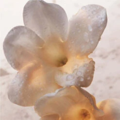 Paco Rabanne Olympéa Lait Pour Le Corps -Guerlain Soldes Boutique olympea bdy lotion 4